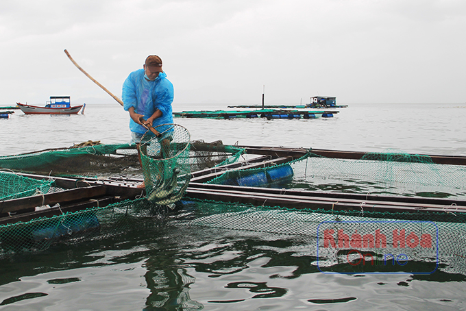 Khánh Hòa: Chen chúc nuôi thủy sản trên vịnh Vân Phong, đâu là cách chấm dứt tình trạng &quot;mạnh ai nấy chiếm&quot;? - Ảnh 2.