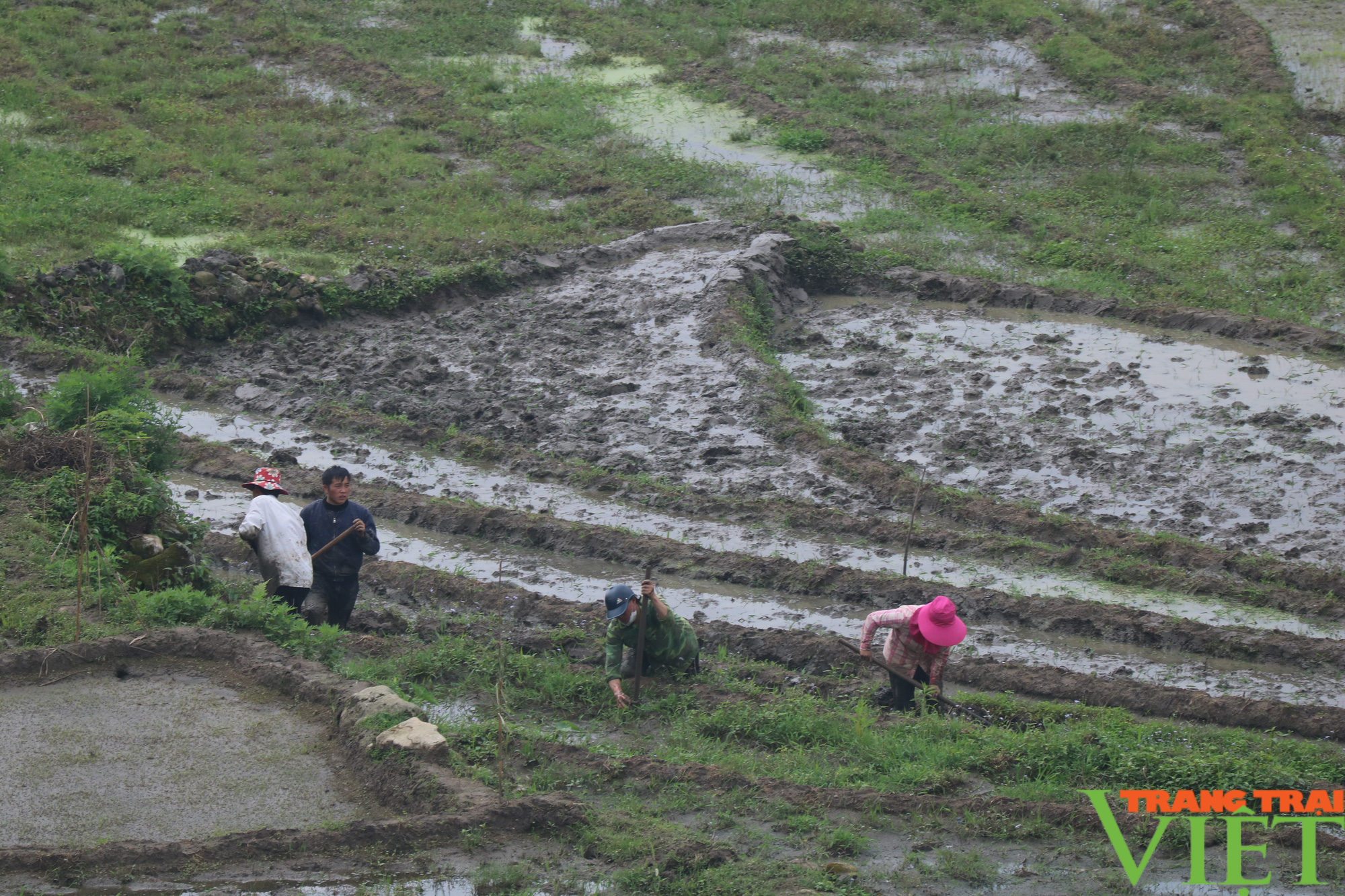  Nông dân Sa Pa chuẩn bị gieo cấy lúa mùa - Ảnh 2.