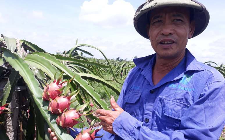 Mắc giàn, chong bóng điện trồng thanh long cho ra quả trái vụ, nông dân Hải Phòng &quot;bỏ túi&quot; hàng trăm triệu/năm