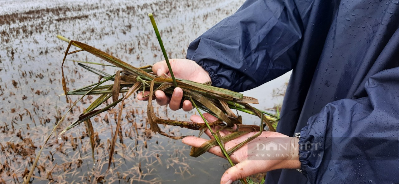 Quảng Trị kêu gọi giúp đỡ sau mưa lũ dị thường khiến nông dân mất trắng - Ảnh 2.