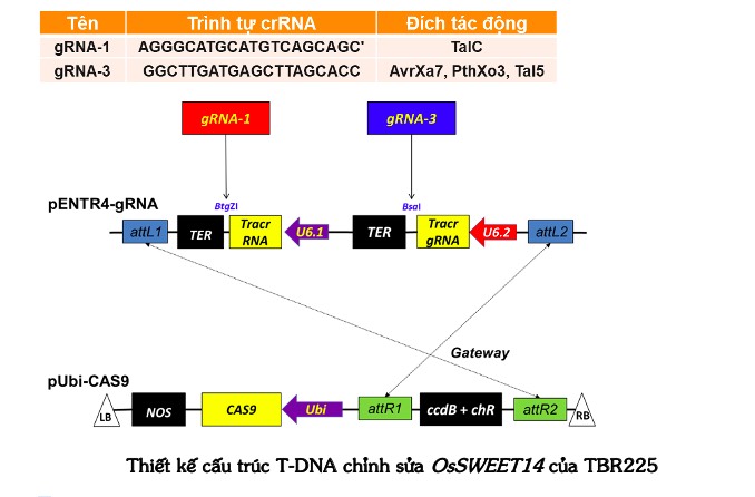 ThaiBinh Seed ứng dụng thành công công nghệ chỉ thị phân tử và chỉnh sửa hệ gen lúa - Ảnh 2.