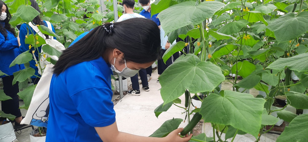 Hội ND Hải Phòng: Phối hợp với trường THPT Ngô Quyền tổ chức cho học sinh trải nghiệm tìm hiểu về sản xuất nông nghiệp - Ảnh 3.
