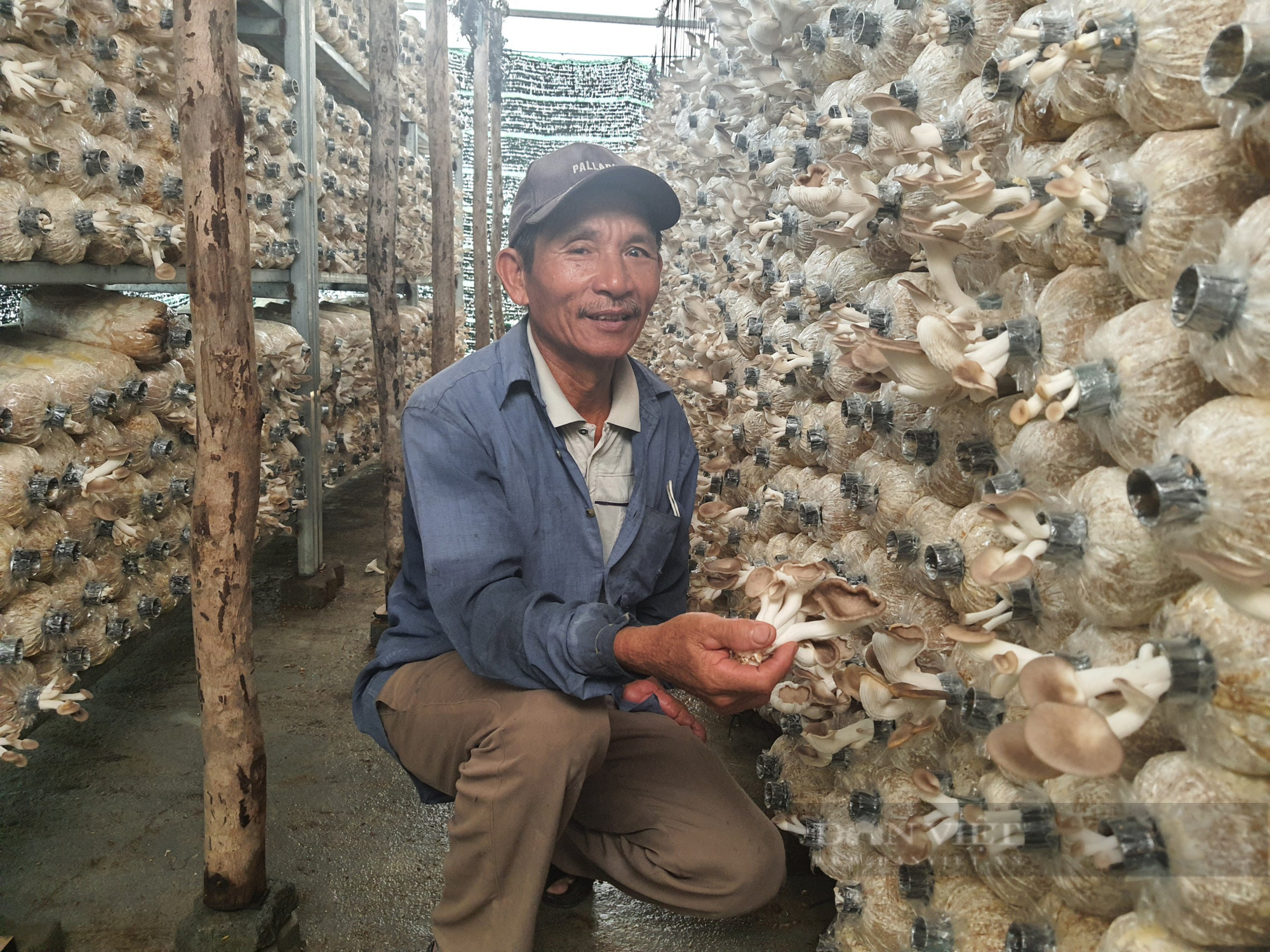 Đà Nẵng: Nông dân U70 có cuộc sống an nhàn nhờ mô hình trồng nấm bào ngư - Ảnh 1.