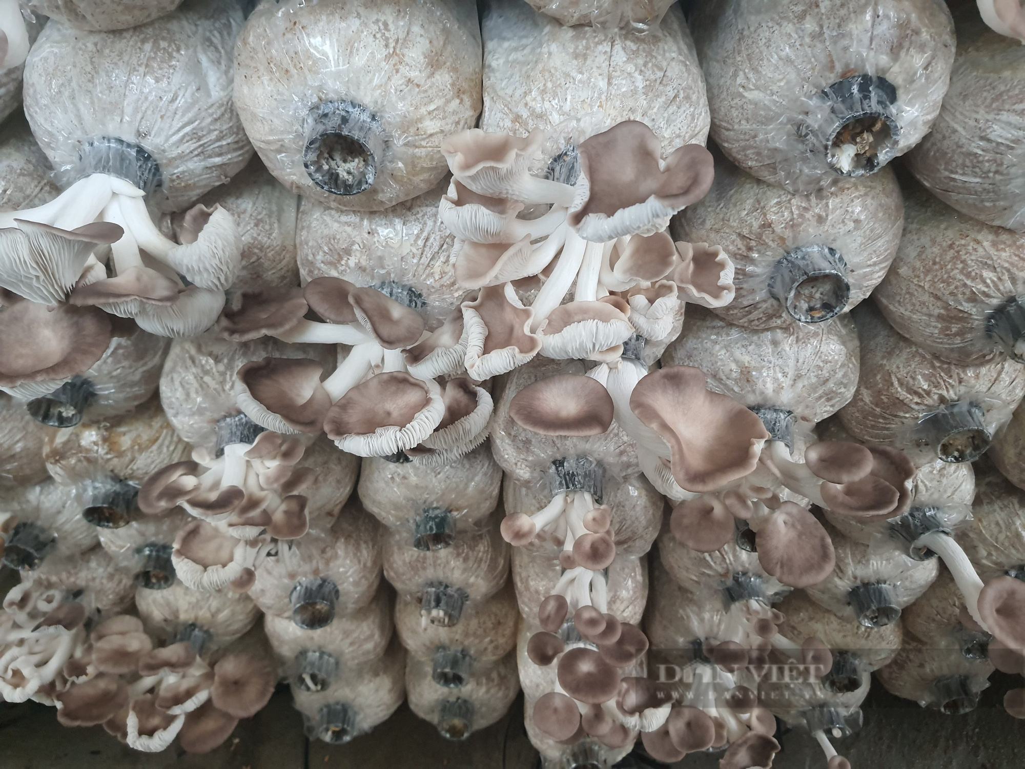 Đà Nẵng: Nông dân U70 có cuộc sống an nhàn nhờ mô hình trồng nấm bào ngư - Ảnh 3.