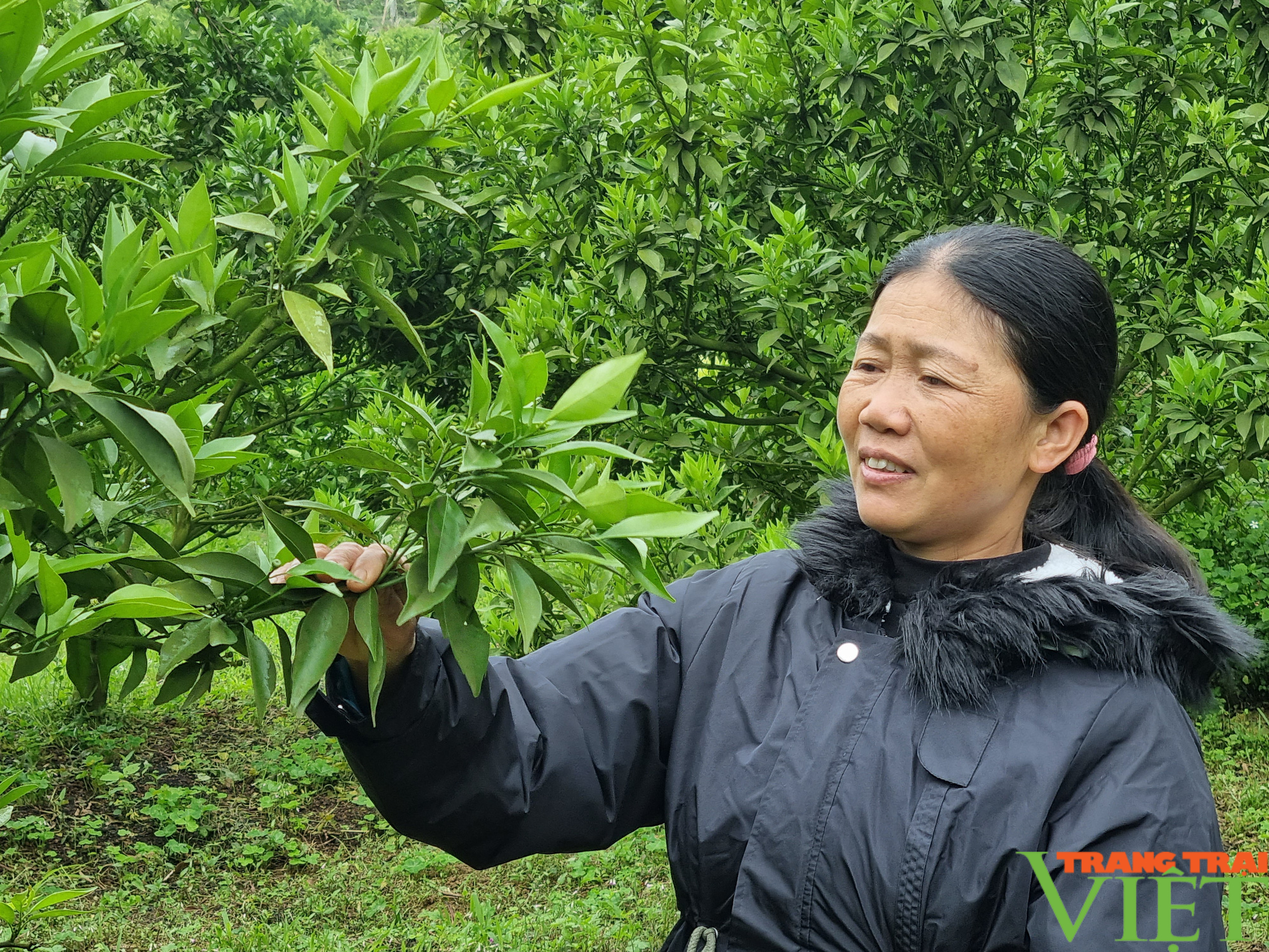 Đồng vốn Agribank Chi nhánh huyện Mộc Châu giúp nông dân Vân Hồ làm giàu - Ảnh 3.