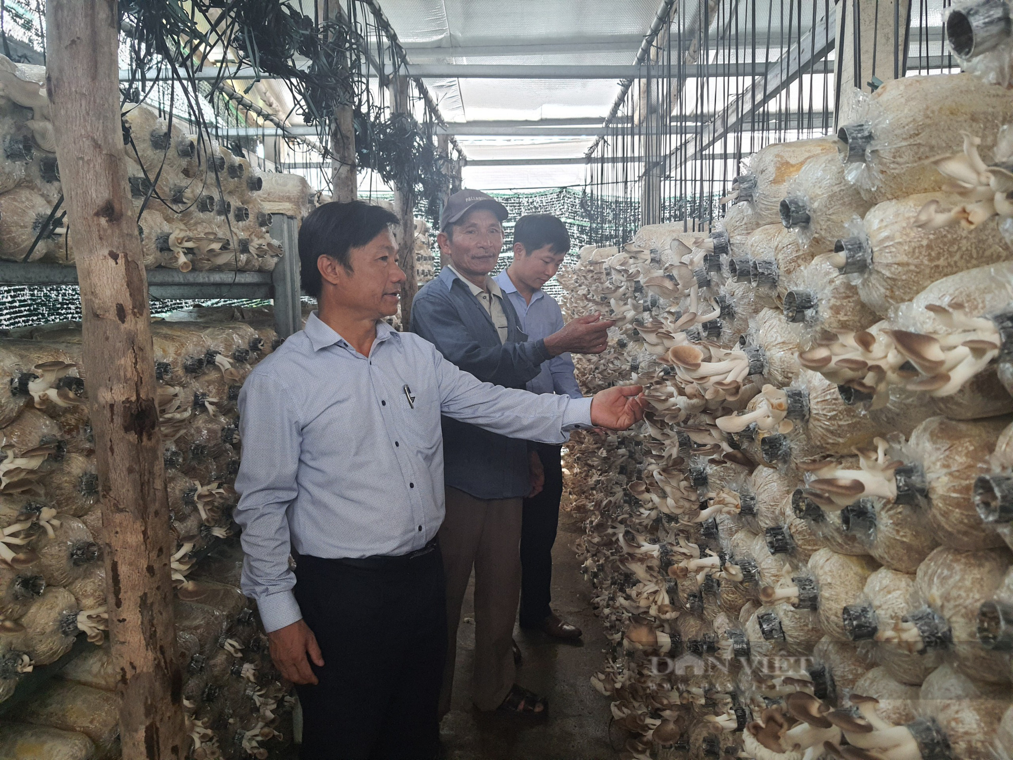 Đà Nẵng: Nông dân U70 có cuộc sống an nhàn nhờ mô hình trồng nấm bào ngư - Ảnh 8.
