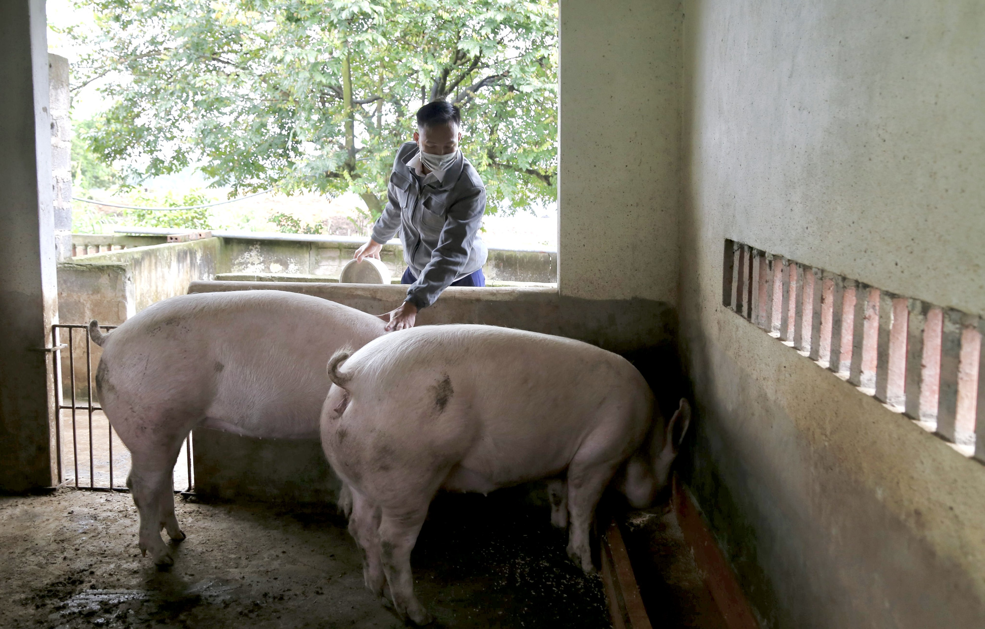 Tạo sinh kế và năng lượng sạch từ Dự án hỗ trợ chăn nuôi lợn sinh sản an toàn sinh học - Ảnh 5.