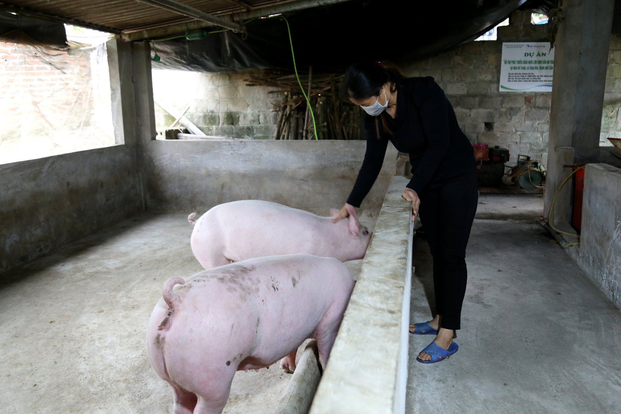 Tạo sinh kế và năng lượng sạch từ Dự án hỗ trợ chăn nuôi lợn sinh sản an toàn sinh học - Ảnh 1.