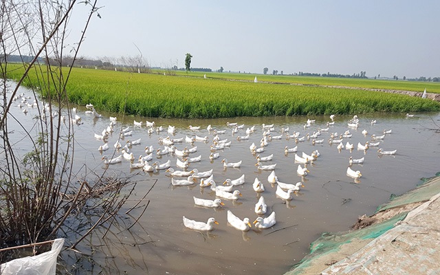 Dụ cá đồng vào ruộng lúa, lại nuôi thêm vịt bơi trắng cả nước, cứ 1ha nông dân Đồng Tháp lời 100 triệu