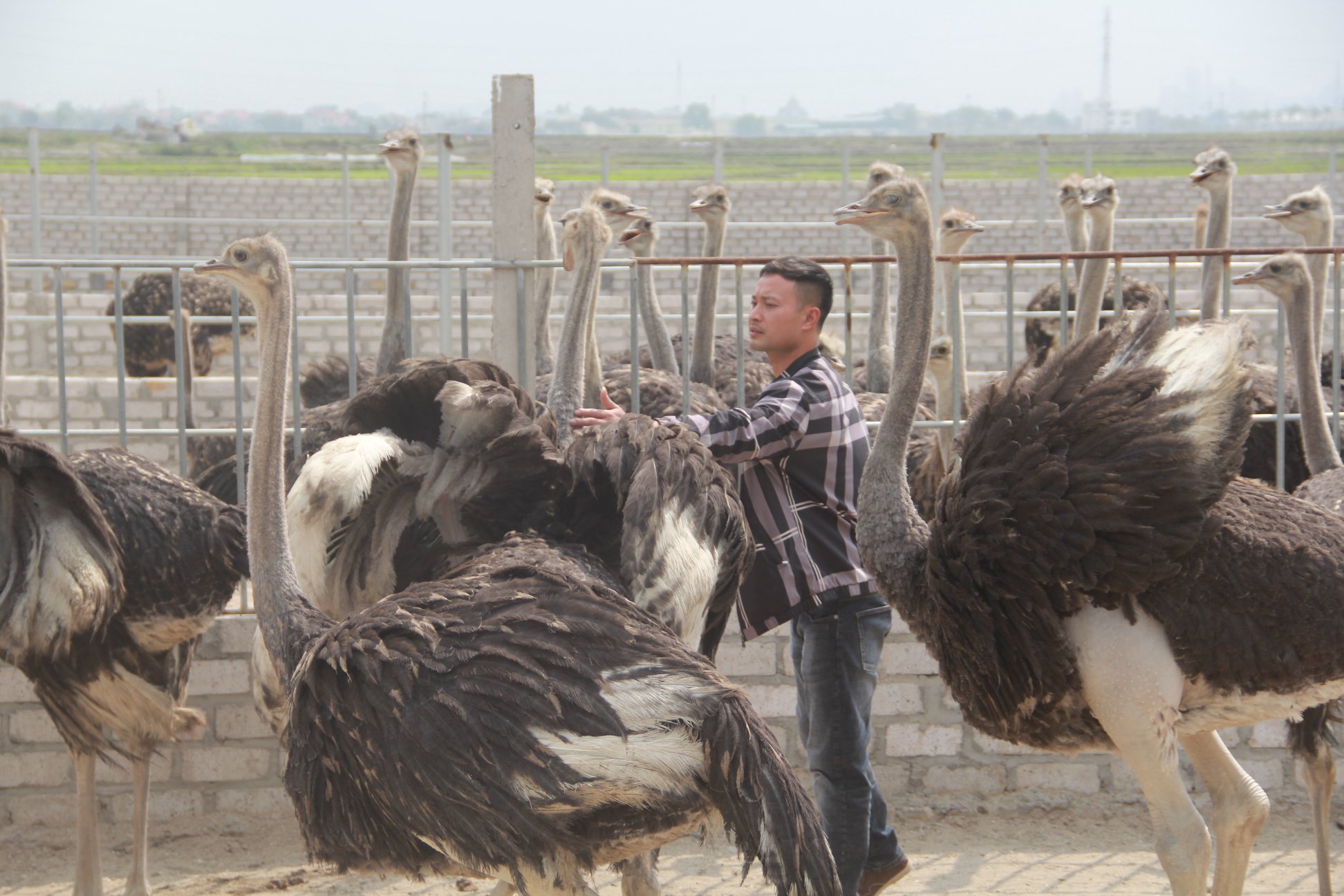 &quot;Bốn chàng ngự lâm&quot; đất Mỏ bỏ phố về quê, người nuôi gà, nuôi chim, kẻ trồng cây bán hoa thấy đời vui phơi phới - Ảnh 8.