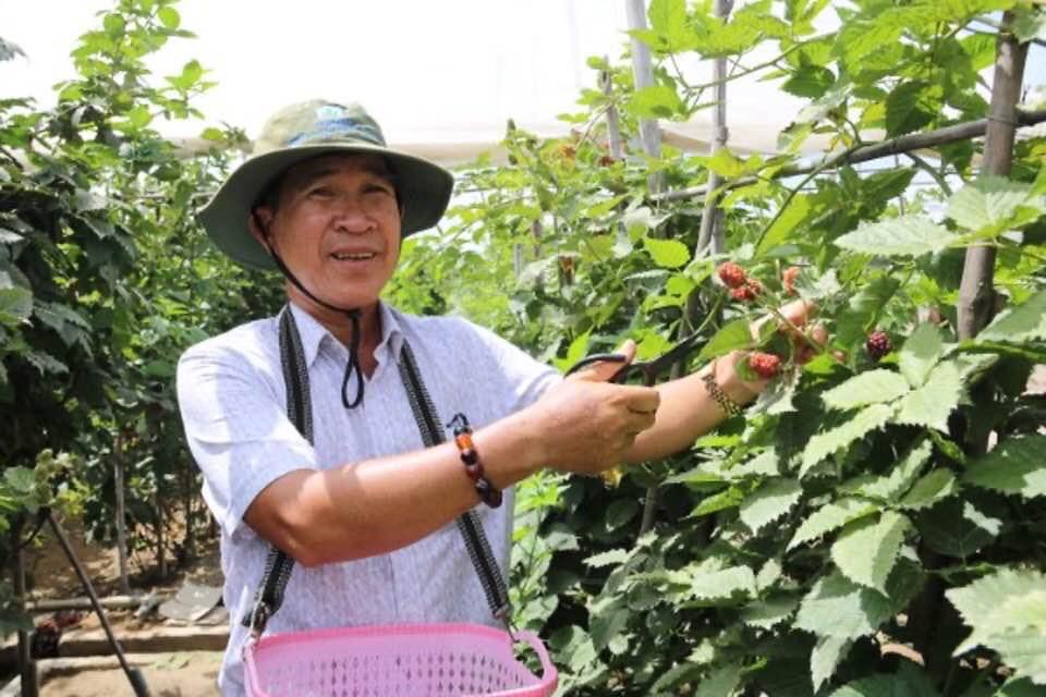 Mâm xôi là cây gì mà ra quả mọng mọng ở vùng đất Ninh Thuận, ăn một vài trái tỉnh cả người - Ảnh 1.