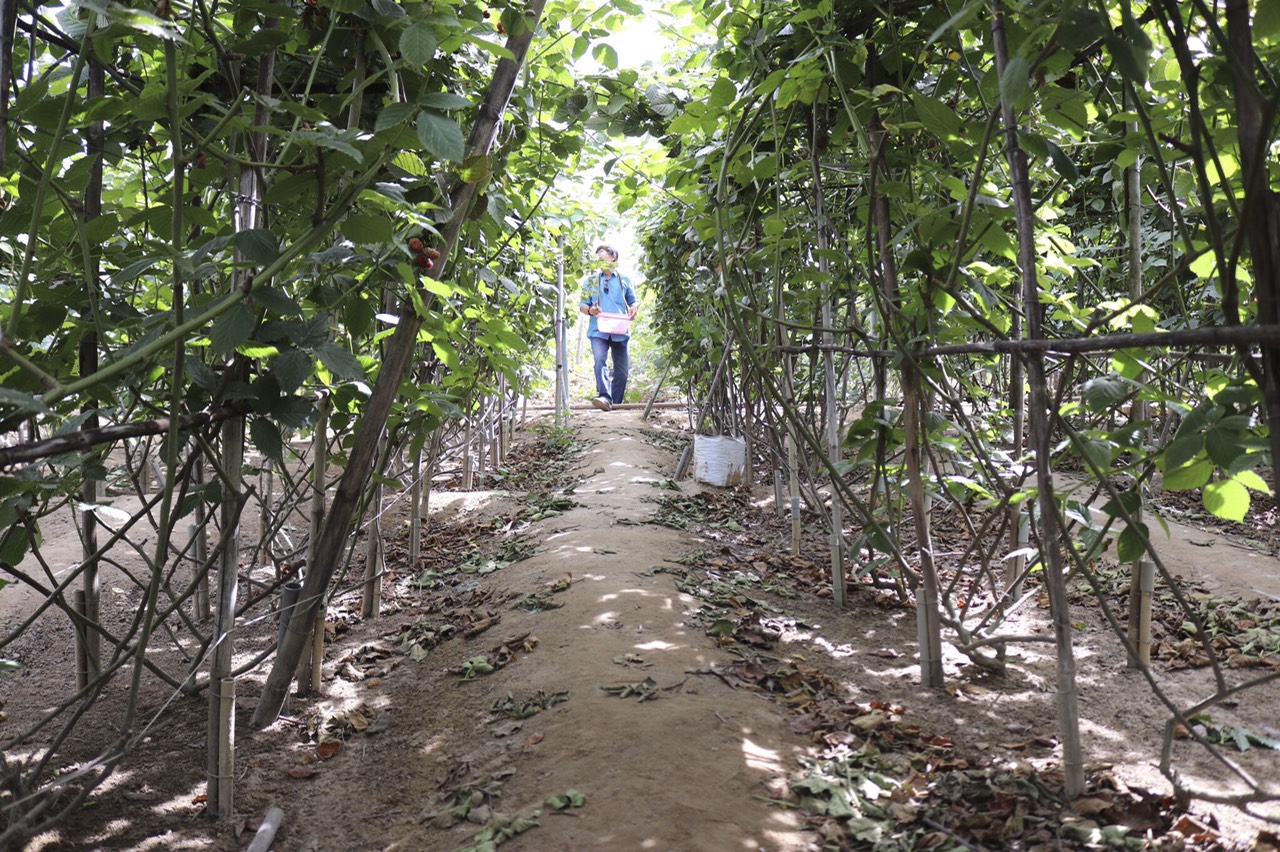 Mâm xôi là cây gì mà ra quả mọng mọng ở vùng đất Ninh Thuận, ăn một vài trái tỉnh cả người - Ảnh 2.
