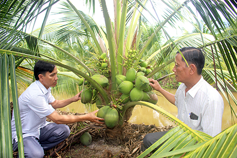 Thứ dừa lùn trồng năm trước năm sau đã &quot;đẻ&quot; quá trời trái, muốn hái nông dân Hậu Giang phải ngồi - Ảnh 1.