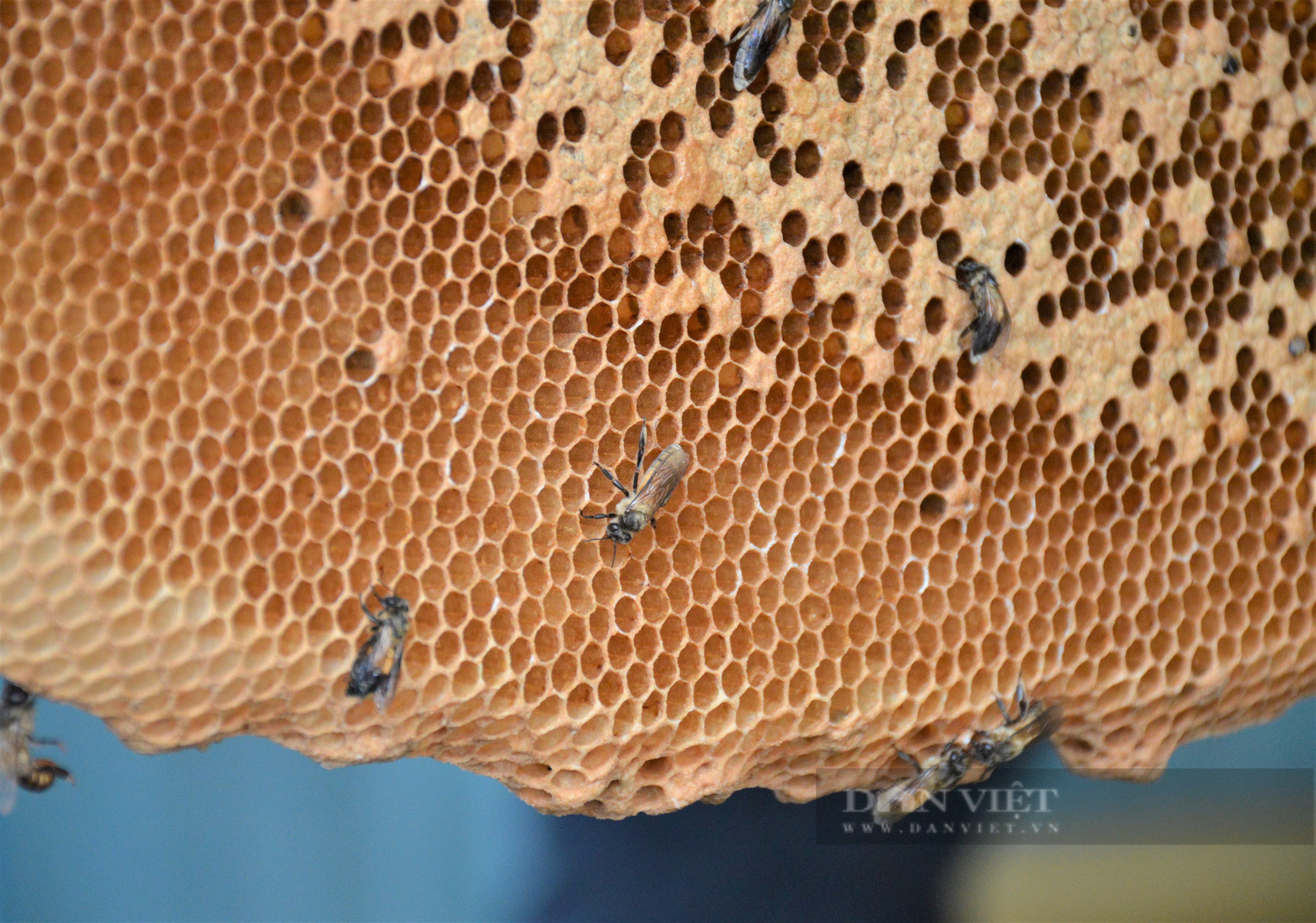 Cận cảnh tổ ong mật của nghề gác kèo ong xác lập kỷ lục Việt Nam - Ảnh 3.