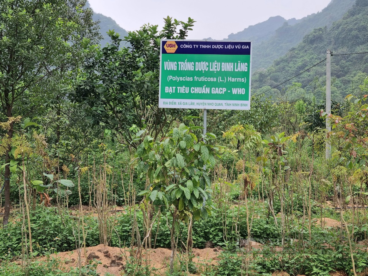 Ninh Bình: Cao Đinh Lăng sản phẩm Ocop gắn “4 sao” - Ảnh 4.