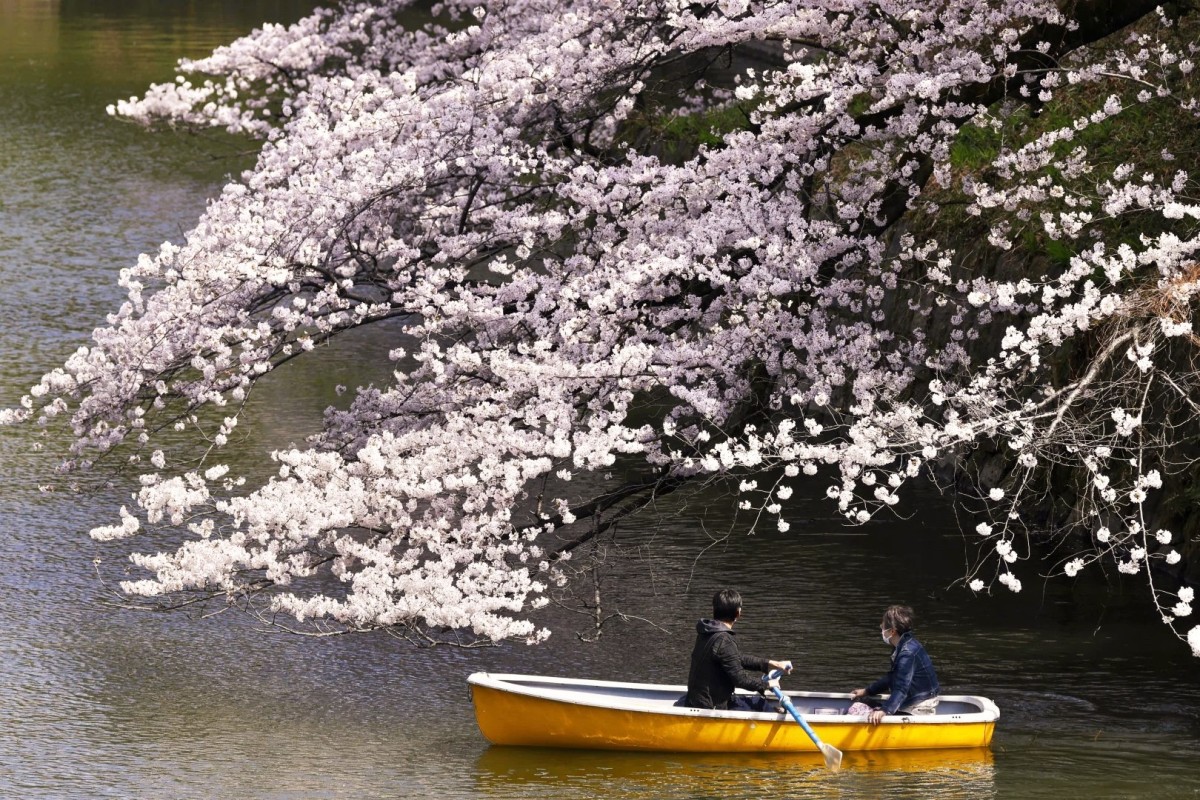 Hình ảnh hoa anh đào nở rộ ở Tokyo