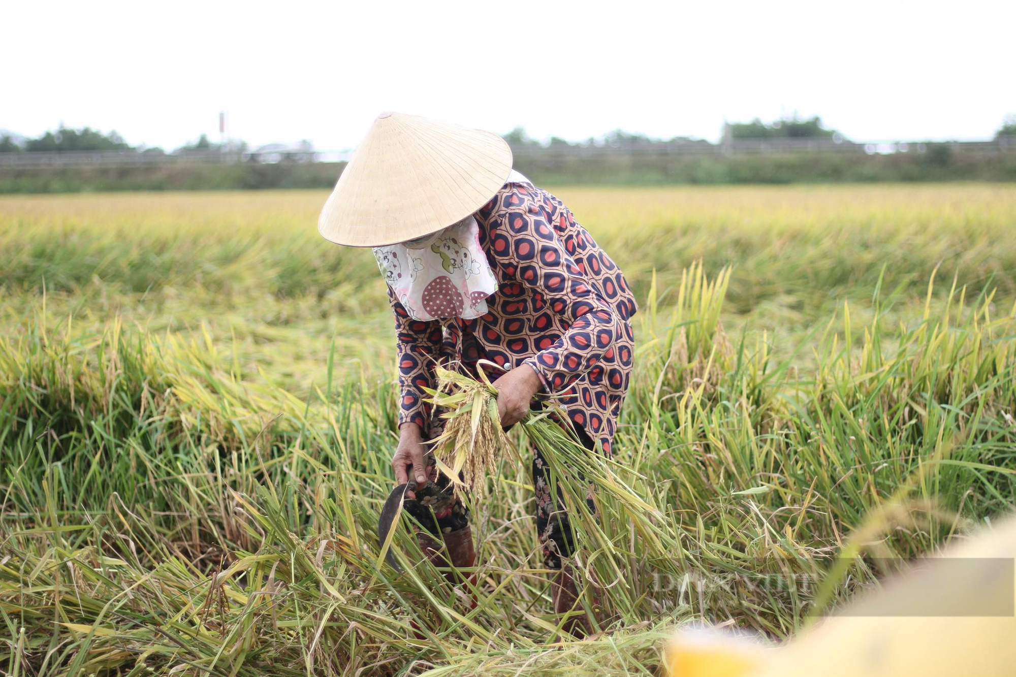 Hơn 14.000 héc ta lúa sắp gặt ngã rạp, nông dân Bình Định ‘bủn rủn tay chân’ ra đồng - Ảnh 6.