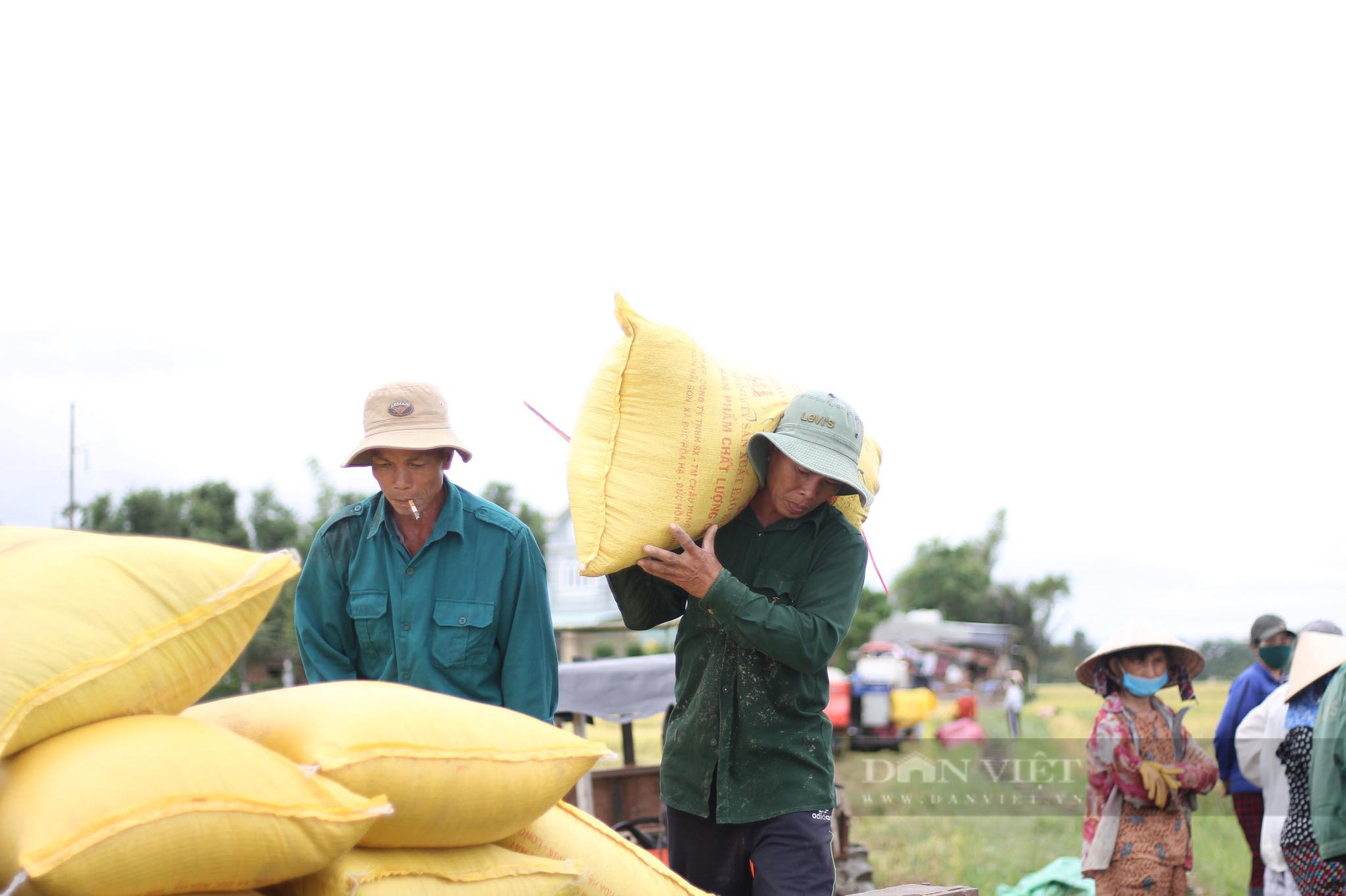 Hơn 14.000 héc ta lúa sắp gặt ngã rạp, nông dân Bình Định ‘bủn rủn tay chân’ ra đồng - Ảnh 10.