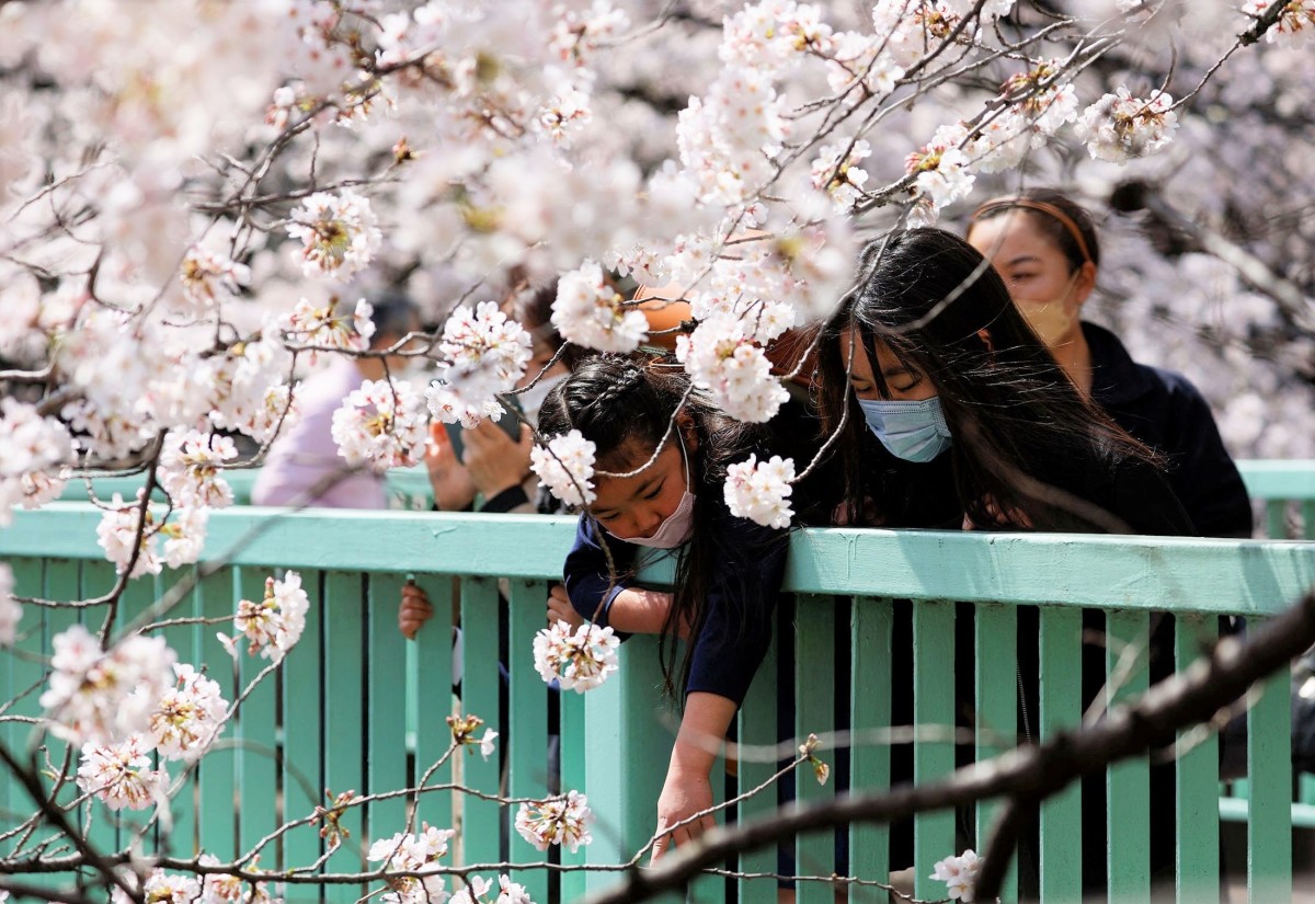 Hình ảnh hoa anh đào nở rộ ở Tokyo - Ảnh 4.