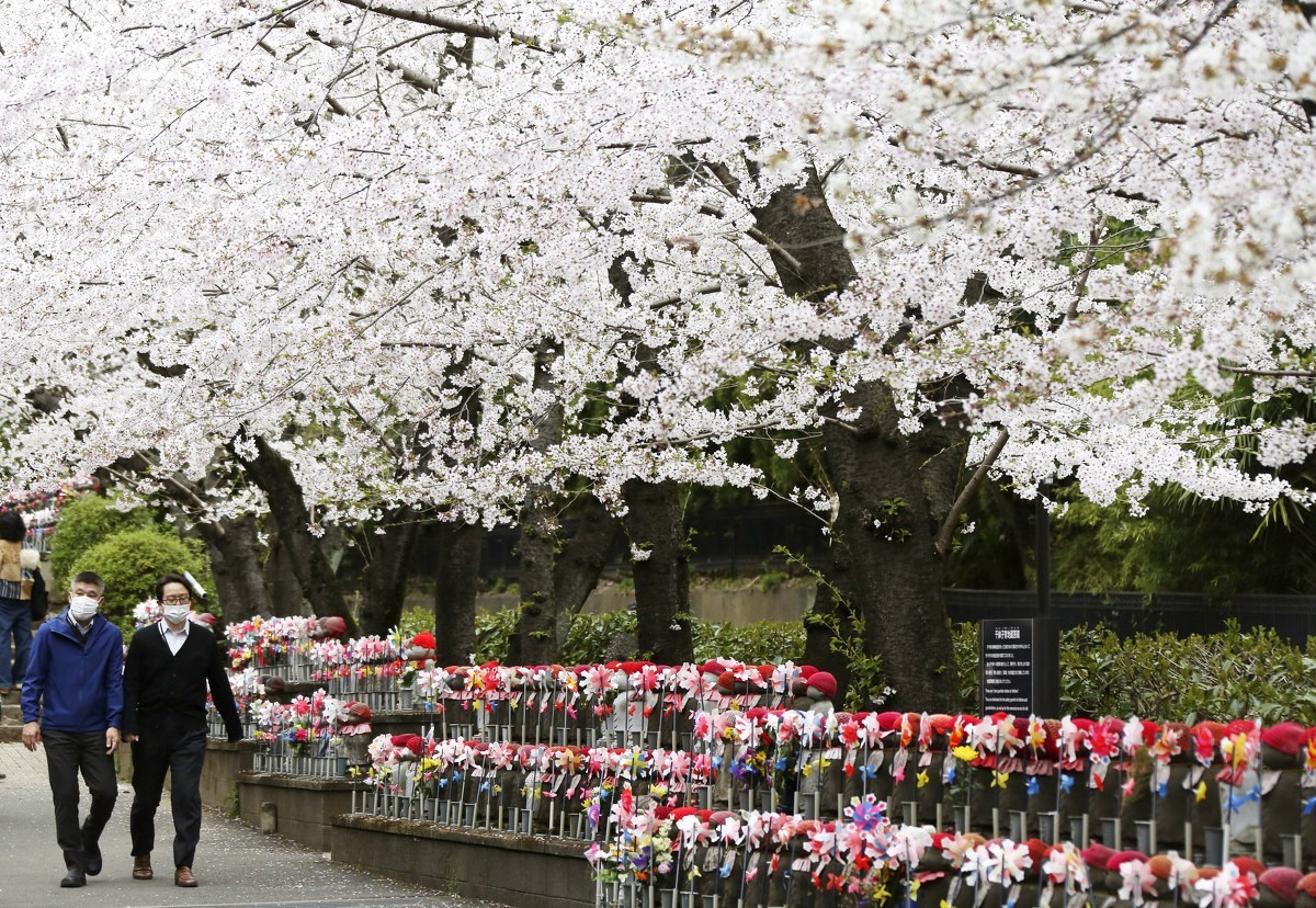 Hình ảnh hoa anh đào nở rộ ở Tokyo - Ảnh 5.
