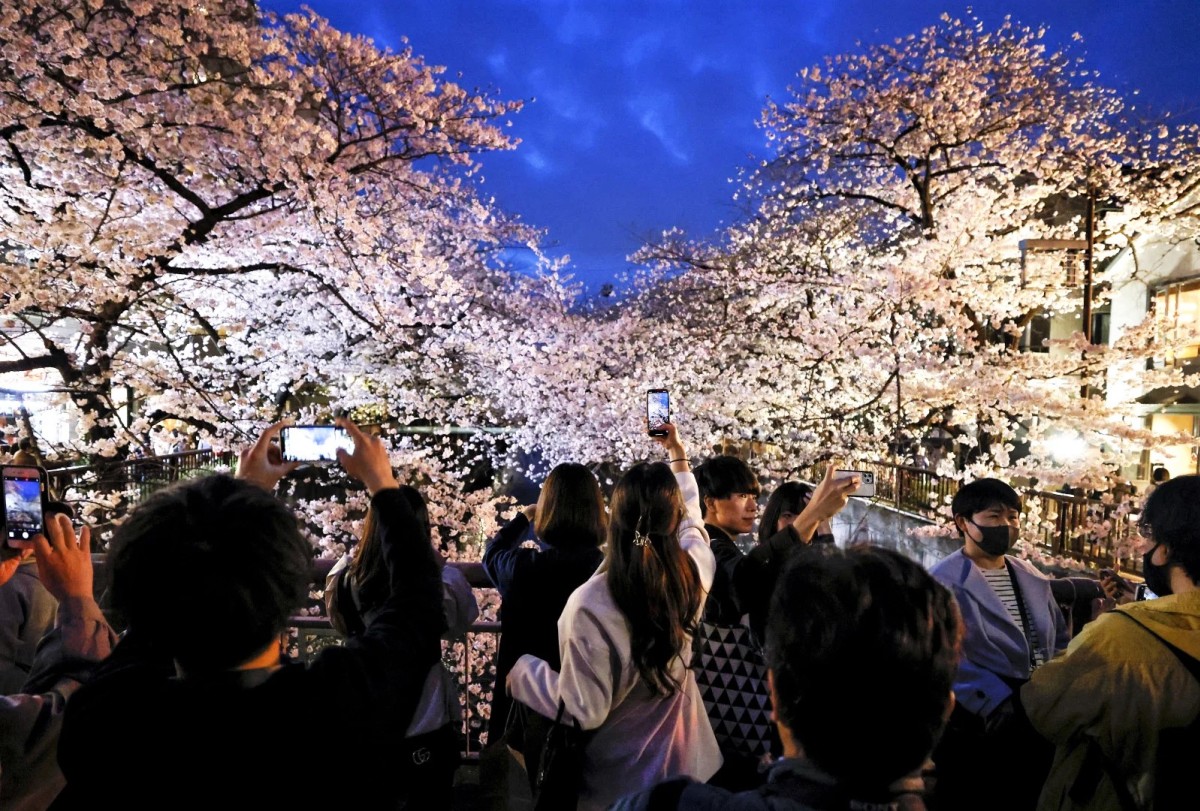 Hình ảnh hoa anh đào nở rộ ở Tokyo - Ảnh 7.