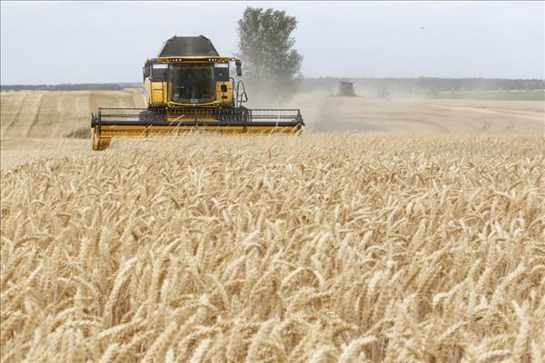 Nông nghiệp Ukraine chịu ảnh hưởng nặng nề từ xung đột - Ảnh 1.