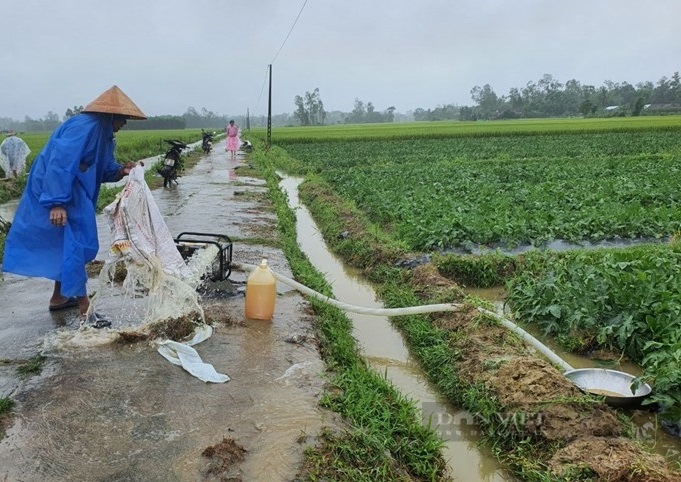 Quảng Nam: Mưa lớn đã có người chết, nông dân nguy cơ trắng tay - Ảnh 7.