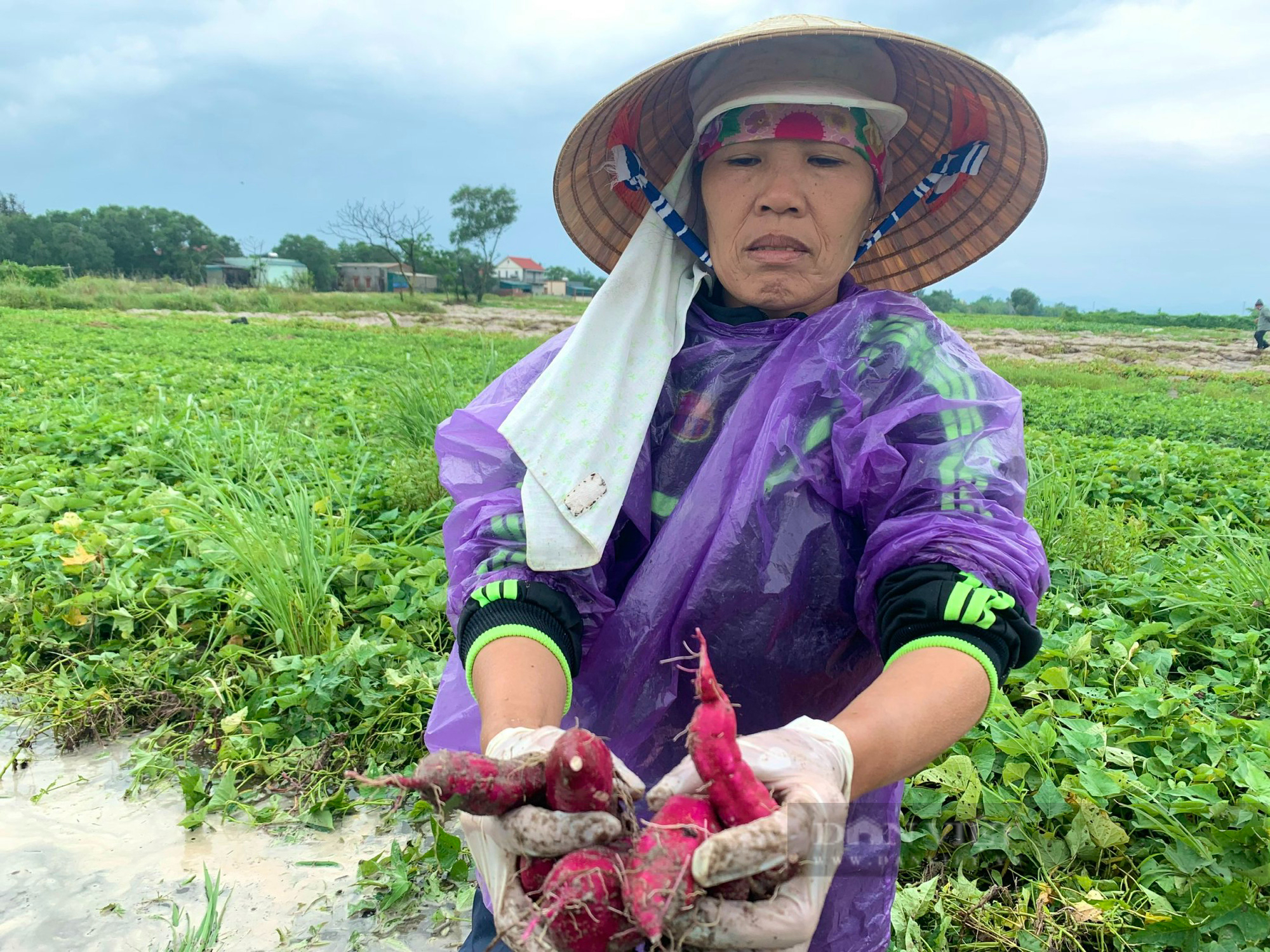 Quảng Bình: Nông dân hối hả nhổ khoai lang non mang về nhà, bất lực nhìn lúa cá mất trắng - Ảnh 2.