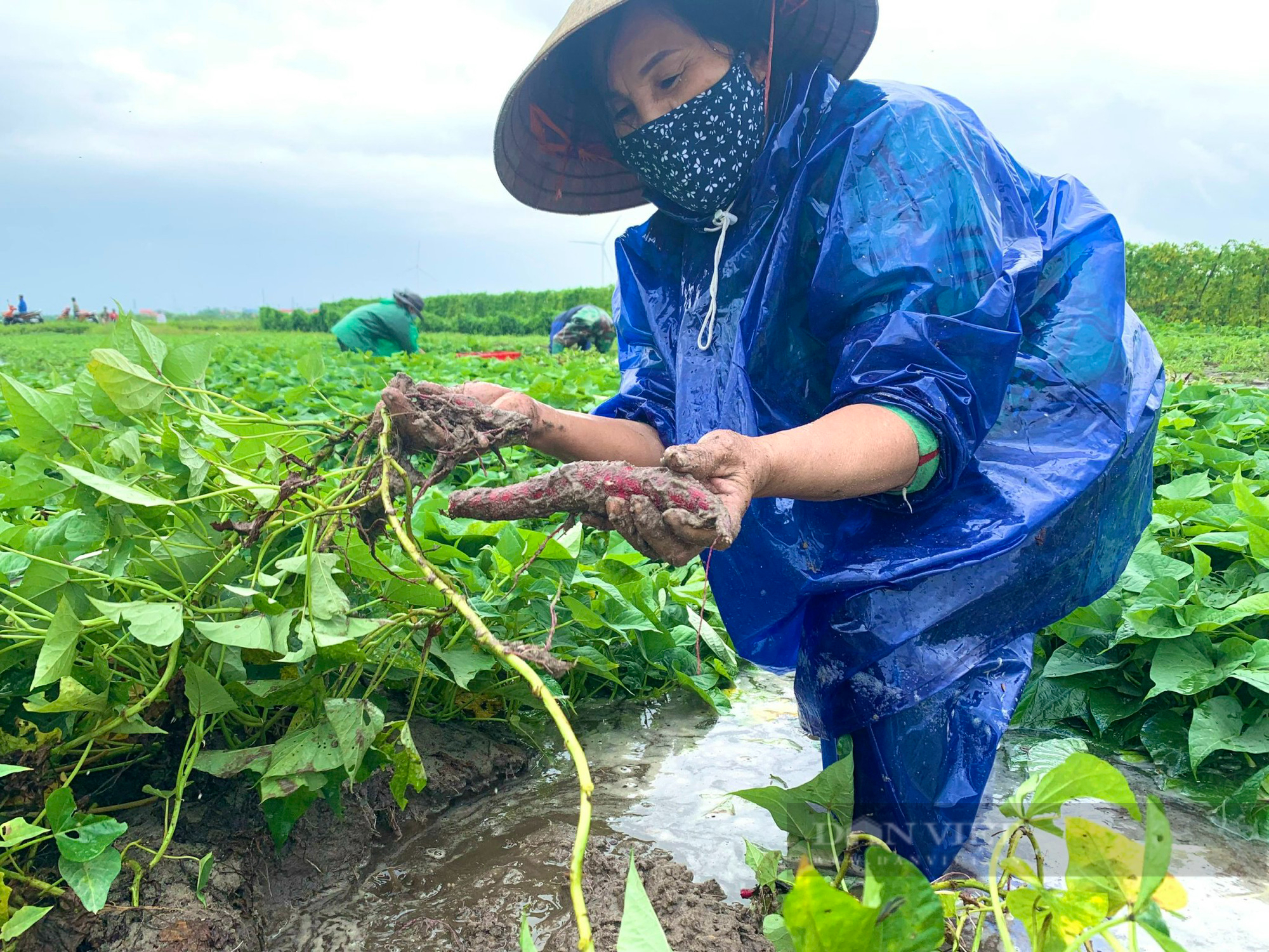 Quảng Bình: Nông dân hối hả nhổ khoai lang non mang về nhà, bất lực nhìn lúa cá mất trắng - Ảnh 4.