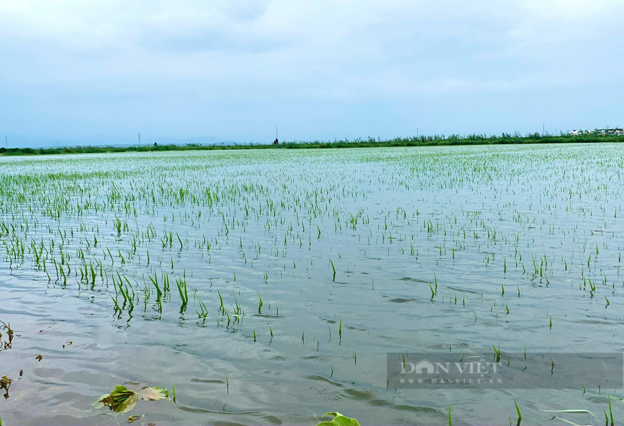 Quảng Bình: Nông dân hối hả nhổ khoai lang non mang về nhà, bất lực nhìn lúa cá mất trắng - Ảnh 7.