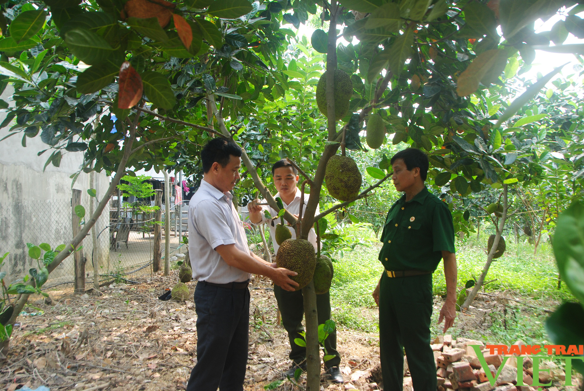 Những mô hình kinh tế hiệu quả của cựu chiến binh Phù Yên - Ảnh 5.