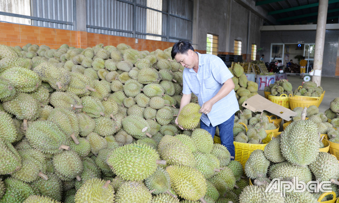 Chỉ một động thái của Trung Quốc, giá loại trái cây này ở Tiền Giang lên xuống chóng cả mặt - Ảnh 1.