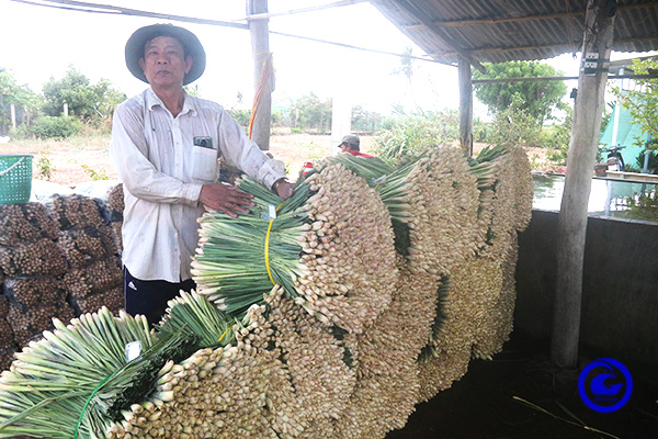 Trồng thứ cây gọi thân là củ, giá bán bất ngờ tăng gấp đôi, nông dân Tiền Giang nhổ mệt mà cầm tiền thấy thích - Ảnh 1.