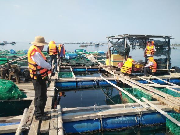 Ninh Thuận: Sẽ cưỡng chế lồng bè nuôi thủy sản trái phép ở biển Bình Sơn-Ninh Chử - Ảnh 4.