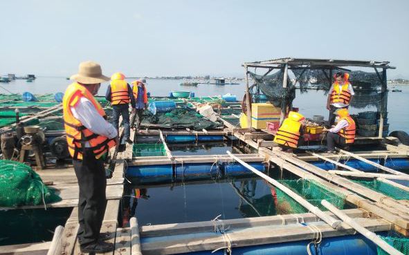 Ninh Thuận: Sẽ cưỡng chế các lồng bè nuôi thủy sản trái phép ở một trong những bãi biển đẹp nhất Việt Nam