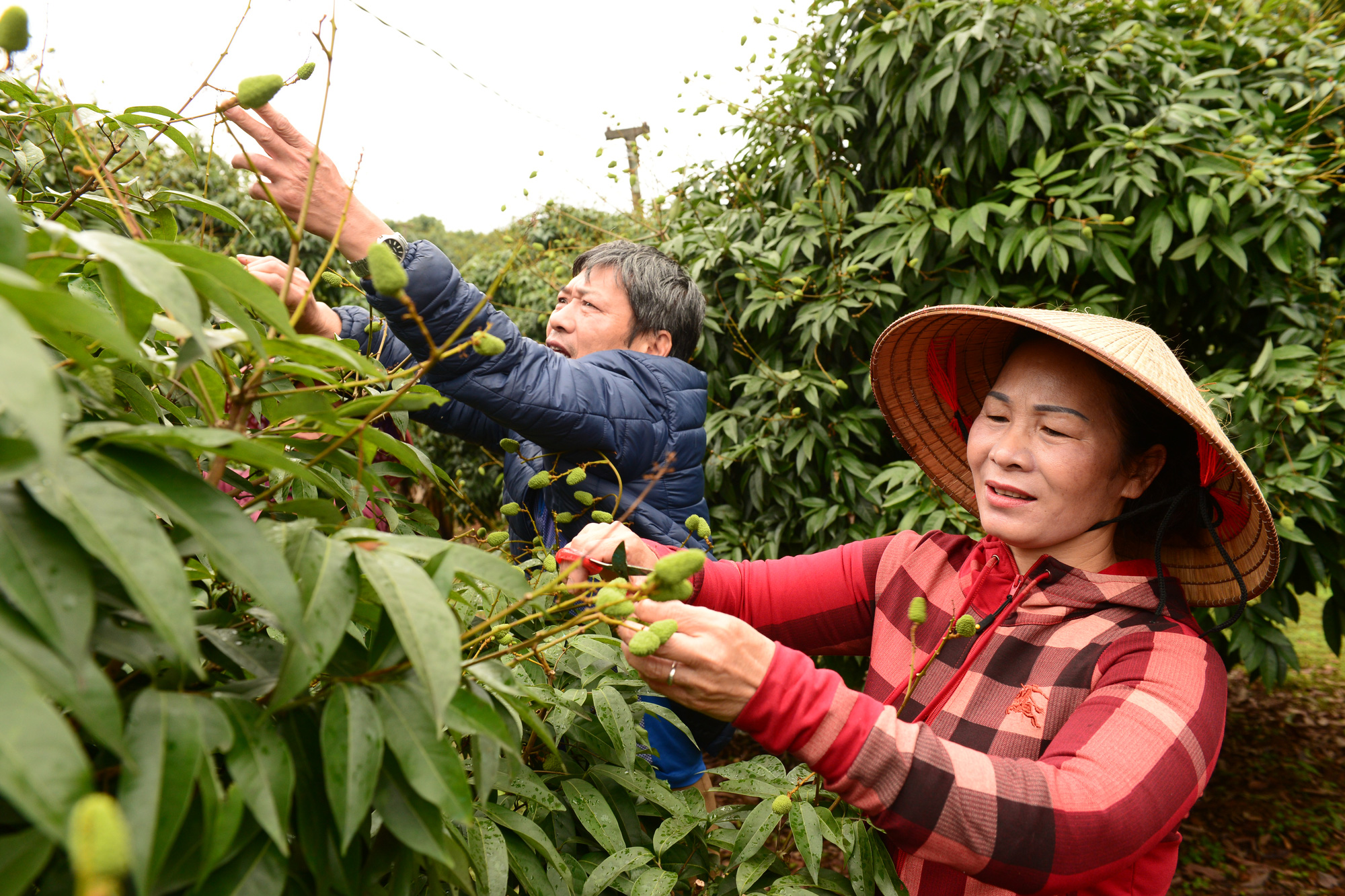 Một loại trái cây của Việt Nam chuẩn bị được bán sang Mỹ vào ngày 18/5 tới - Ảnh 1.