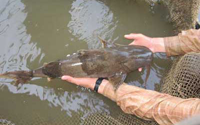Tuyên Quang: Xuống sông Lô đóng lồng nuôi toàn cá đắt tiền, có cả loài cá tiến vua, thương lái tranh nhau mua