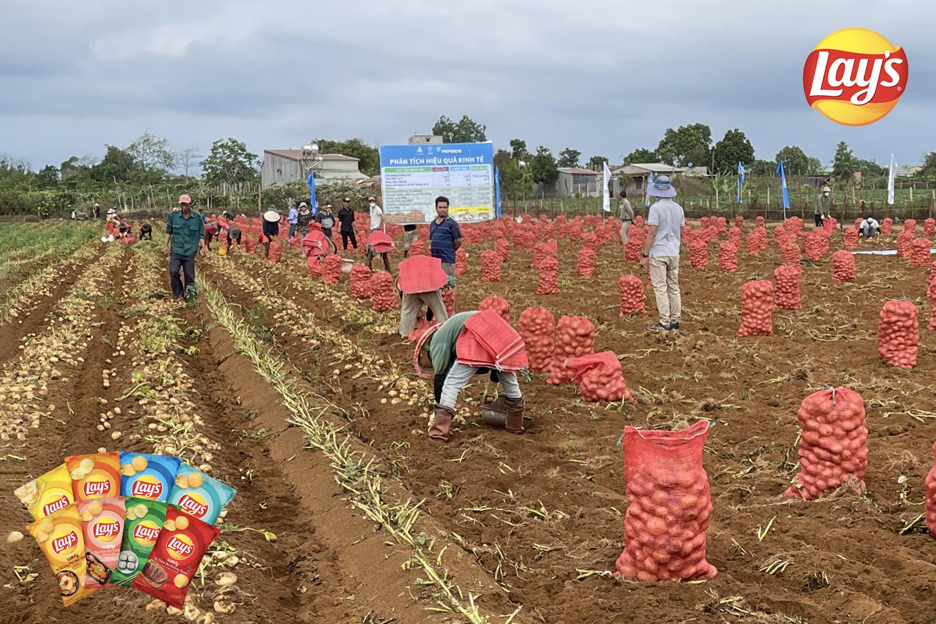 PepsiCo Việt Nam đồng hành cùng nông dân Tây Nguyên phát triển giải pháp canh tác khoai tây bền vững - Ảnh 3.