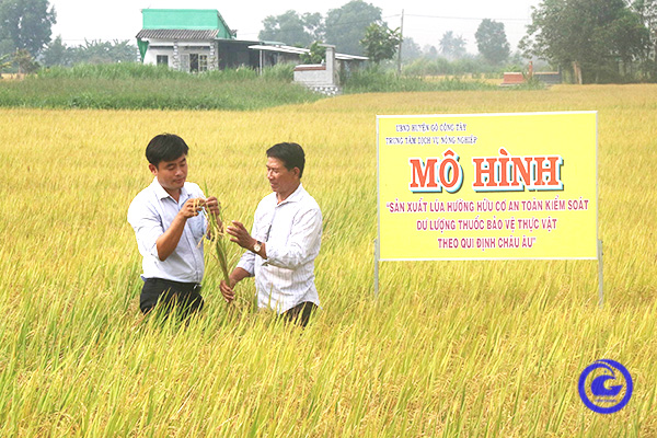 HTX liên kết để sản xuất gạo an toàn