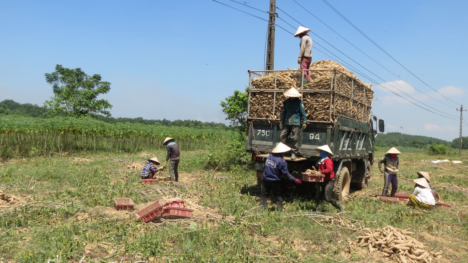 Trung Quốc tăng tốc thu gom 95,6% một loại nông sản của Việt Nam để trộn vào thức ăn chăn nuôi - Ảnh 1.