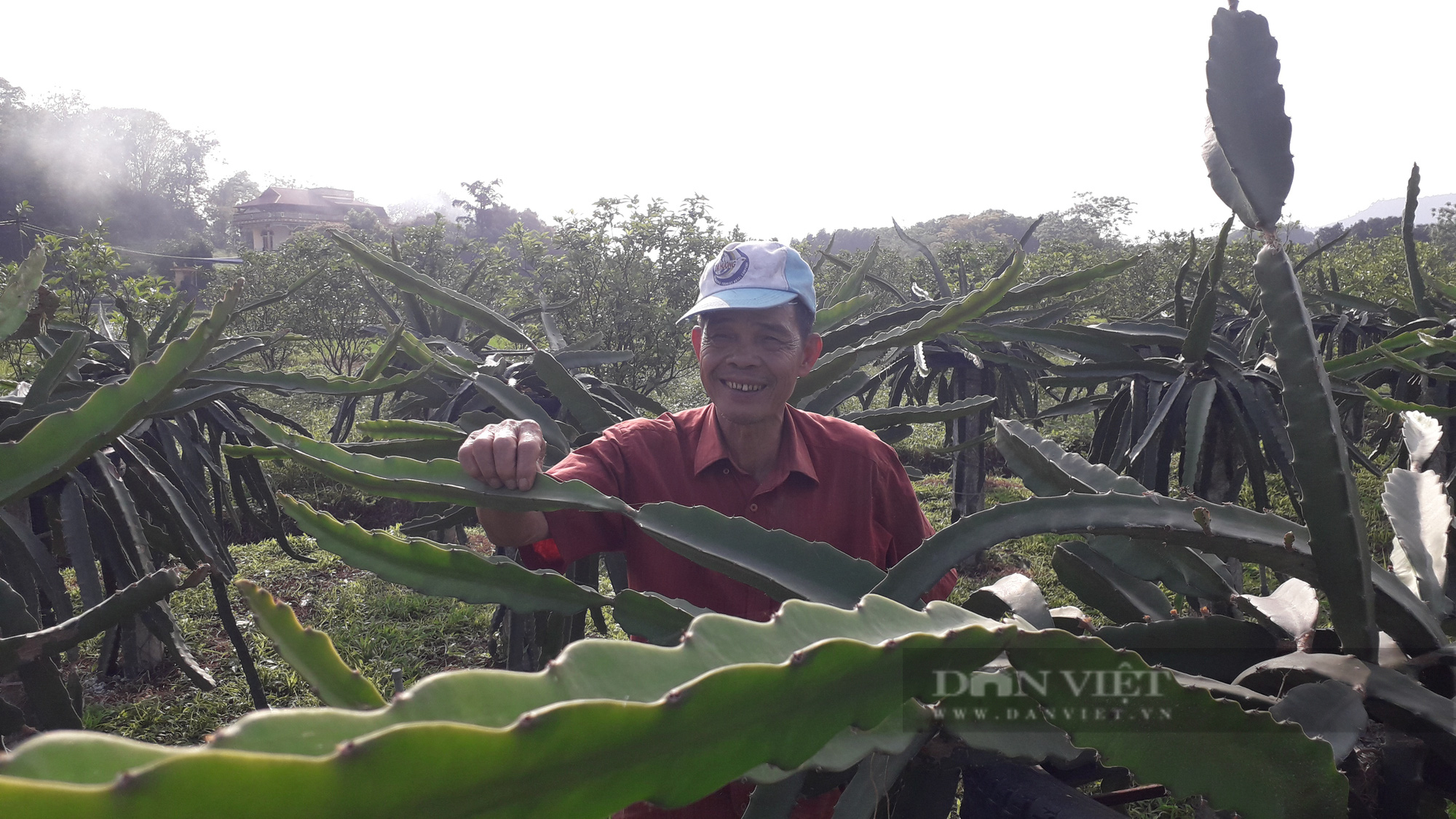 Thái Nguyên: Cựu Chủ tịch xã về hưu trồng giống cây gai chi chít, quả đỏ thẫm cho hiệu quả kinh tế cao - Ảnh 2.