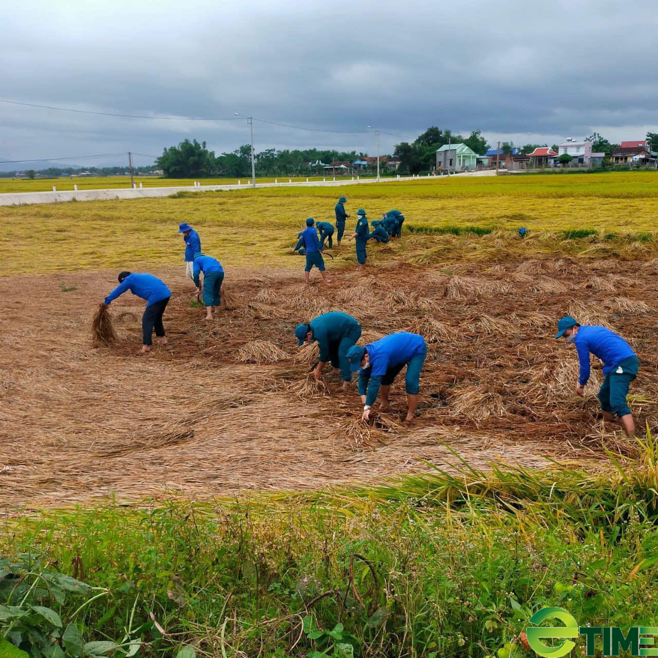 Xúc động cảnh ra đồng 'lội nước' giúp dân gặt lúa  - Ảnh 3.