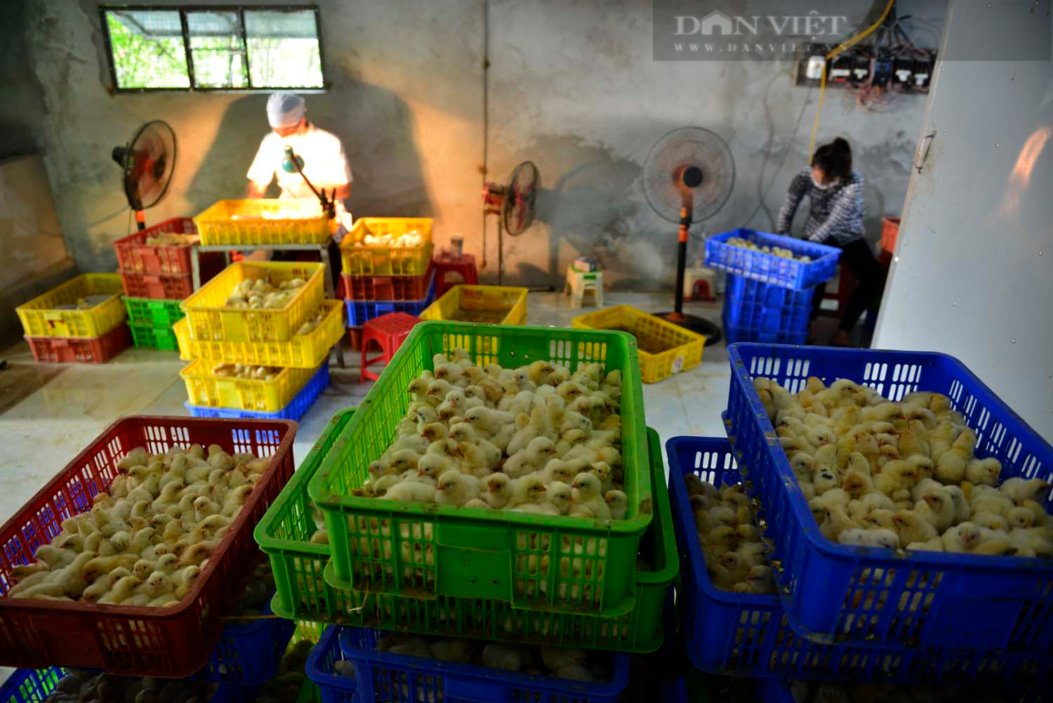 Nghề “lạ” ở Hà Nội: Soi giới tính gà, kiếm hơn 1 cây vàng mỗi tháng  - Ảnh 13.