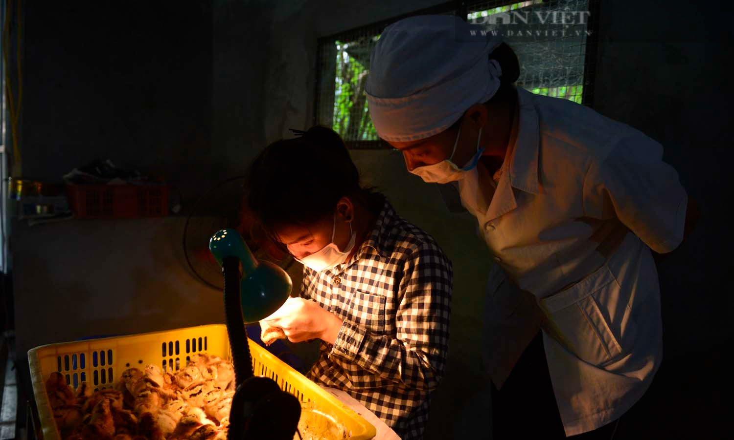 Nghề “lạ” ở Hà Nội: Soi giới tính gà, kiếm hơn 1 cây vàng mỗi tháng  - Ảnh 3.