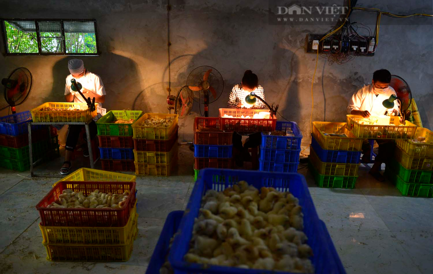 Nghề “lạ” ở Hà Nội: Soi giới tính gà, kiếm hơn 1 cây vàng mỗi tháng  - Ảnh 1.