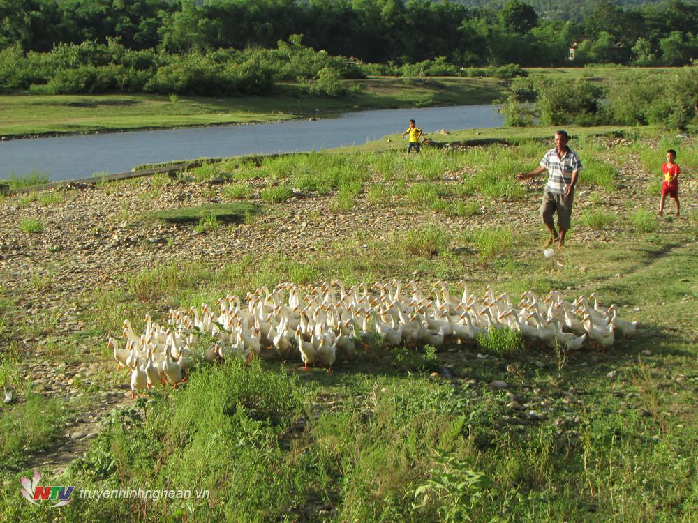 Vùng nước sông Găng ở Nghệ An, nông dân nuôi thứ vịt gì, quây lưới nuôi cá gì mà bán là ra tiền? - Ảnh 1.