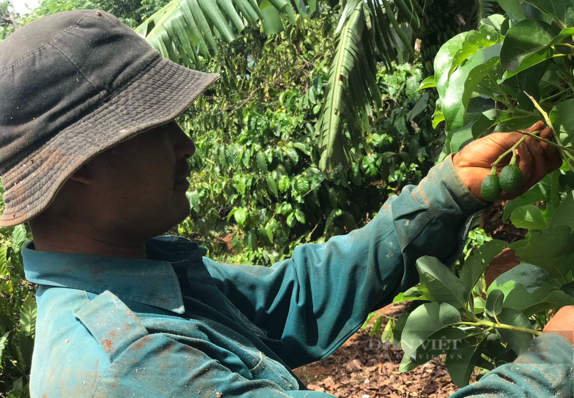 Đắk Lắk: Mưa thất thường, nông dân kêu trời vì bơ rụng sạch - Ảnh 3.