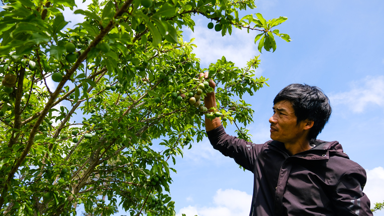 Cứ ngỡ vườn mận tam hoa này ở miền Bắc, hóa ra ở Lâm Đồng, cây thấp tè đã ra đầy trái, bán 70-100.000 đồng/kg - Ảnh 1.