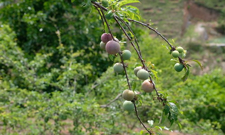 Cứ ngỡ vườn mận tam hoa này ở miền Bắc, hóa ra ở Lâm Đồng, cây thấp tè đã ra đầy trái, bán 70-100.000 đồng/kg - Ảnh 3.