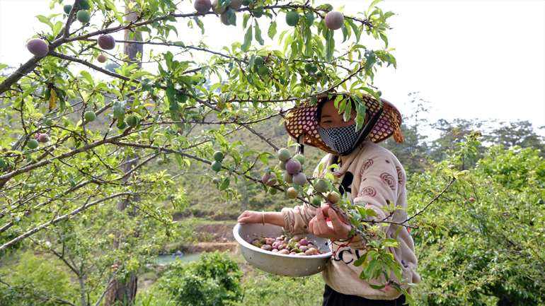 Cứ ngỡ vườn mận tam hoa này ở miền Bắc, hóa ra ở Lâm Đồng, cây thấp tè đã ra đầy trái, bán 70-100.000 đồng/kg - Ảnh 4.